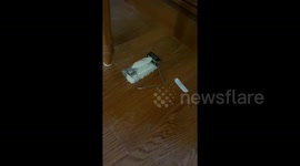 'I couldn’t get a Roomba so I made my own': US man creates floor cleaning robot from brush