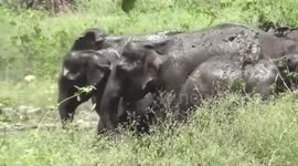 Herd of wild elephants enjoy mud bath near highway in northern India