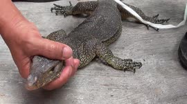 Indonesian woman shocked to find monitor lizard in her living room