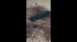 Dutch hound digging up backyard in search of mole