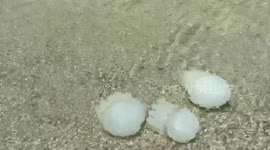 Swarms of jellyfish invade Khobar City beach in Saudi Arabia