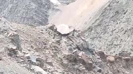Rare footage shows elusive snow leopard scale mountain in northern India
