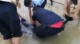 Chinese police and fishery workers rescue and send stranded dolphin back to sea
