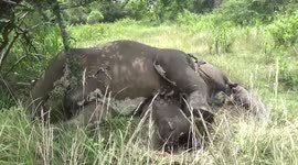 Lifeless corpse of elephant who fed on explosives found in Sri Lanka forest