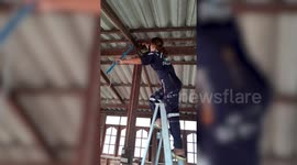 Brave woman lets python coil round her body while catching it in roof beams