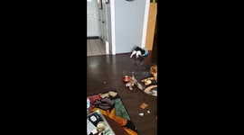 This cat LOVES to hunt plastic bags