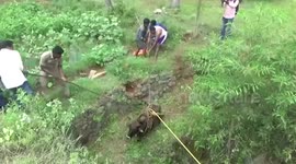 Firefighters rescue cow from 70-foot-deep well in southern India