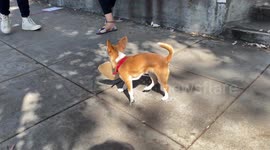 Cute Puppy chases Ball with Black Lives Matter sign around neck at the Weho Pride in Los Angeles