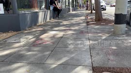Cute Puppy chases Ball with Black Lives Matter sign around neck at the Weho Pride in Los Angeles