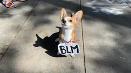 Fed pup with racism: Dog supports All Black Lives Matter in West Hollywood