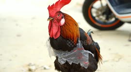 a rooster trapped by plastic trash.,The existence of plastic has a negative impact that must be borne by nature.