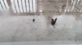 Squirrel attacks Bird minding it’s own business