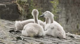 A little fowl: Adorable young swan wiggles its butt for camera