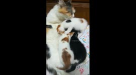 Mummy Cleans Her Kittens