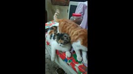 Mummy Let Me Sit Here