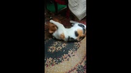 Mother Teach Her Kitty Some Manners