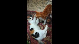 Mother Moves Her New Born Kitties