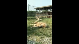 Animated lions at Parc Safari, Quebec