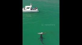 Graphic and shocking moment great white sharks eat dolphin off California coast