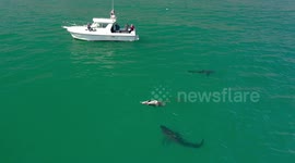 Extended 4K look at graphic and shocking moment great white sharks eat dolphin off California coast