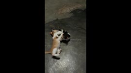 Siblings fight with love