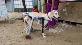Kind couple in India designs wheelchair for crippled street dog