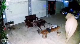 Asian elephants intrudes houses in hunt for food in southwestern China