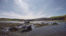Dramatic footage shows large-scale rescue of stranded whales on remote Scottish island