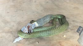 Gruesome footage of snake gulping down lizard for lunch