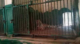 Tigers Special Meal In Zoo