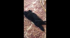 Lazy fat black cat laying on the floor.