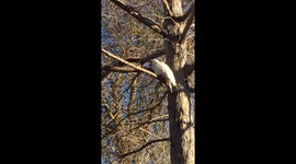 This hungry cockatoos scream comes straight out of a horror film