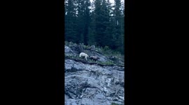 Canadian motorist spots rare white grizzly bear chase mountain goat down cliffside