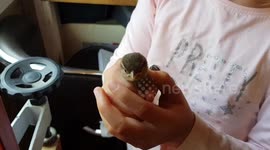 since the Lockdown my daughter has gone from rearing quail  now hand rearing a injured sparrow fledgling
