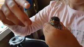 Young Bird Fell from the nest Part 2 now Trinity is now feeding the sparrow  her self