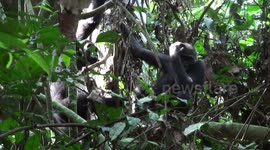 Swinging gorillas descend from rainforest canopy in the Congo