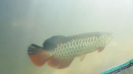 MOST EXPENSIVE FISH IN INDONESIA , AROWANA, THE DRAGON FISH