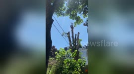 US tree surgeon sent flying with chainsaw in hand when cutting large branch