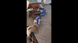 Greedy pug gets head stuck in potato chip bag in Australia