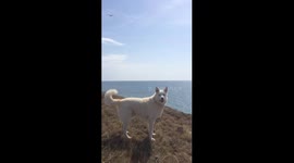 Bird attacks laika dog