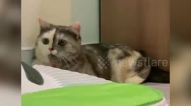 Adorable pet cat has half-grey half-white fluffy face