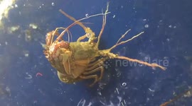 Rare sighting of lobster removing its shell in Vietnam restaurant