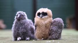These adorable fluffy owl chicks look like they're having a hoot