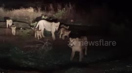 Lionesses with their litter of cubs take a stroll in front of vehicles in western India
