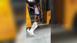 Dog sends off and picks up five-year-old girl from school bus