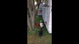 Old camping car modified to a 5 stars hotel for a chickens.