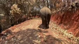 Weary elephants trudge back to jungle after Covid-19 decimated tourism industry