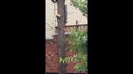 2020 redeemed: Pizza SQUIRREL delights divided nation in New Jersey