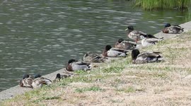 Mallard Ducks Relaxing On A Sunny Afternoon