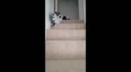 When teddy is bigger than kitten